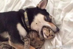 主播扎狗爆料视频大全,揭秘娱乐圈幕后真相